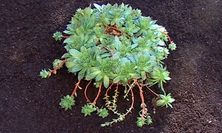 Peupler un milieu sans graine ni spore